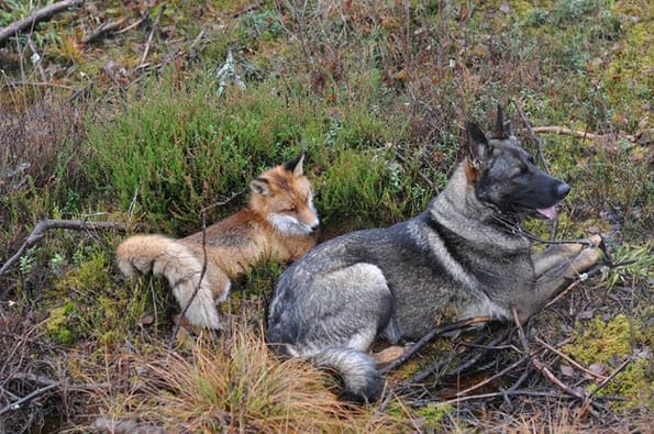 tinni-sniffer-real-life-fox-and-hound-9