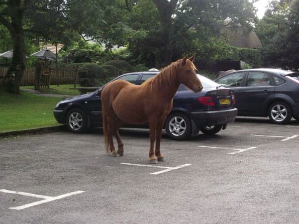 Caption This: Horse Parking [Closed]