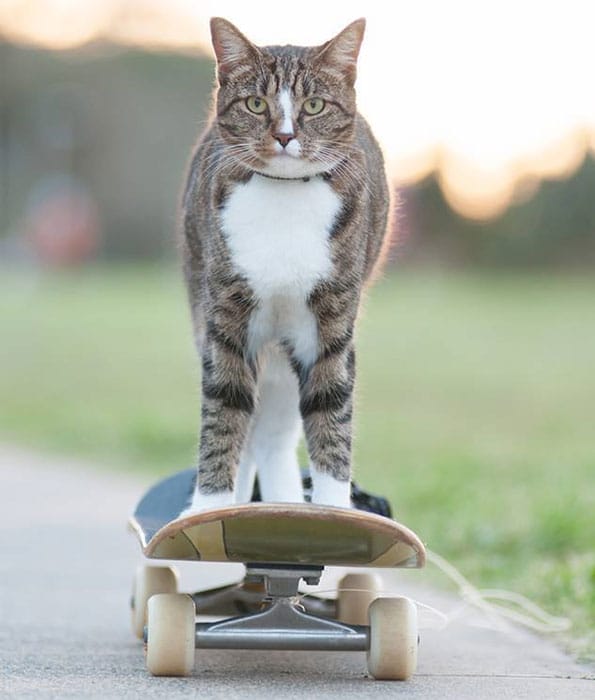 Didga-cat-riding-skateboard