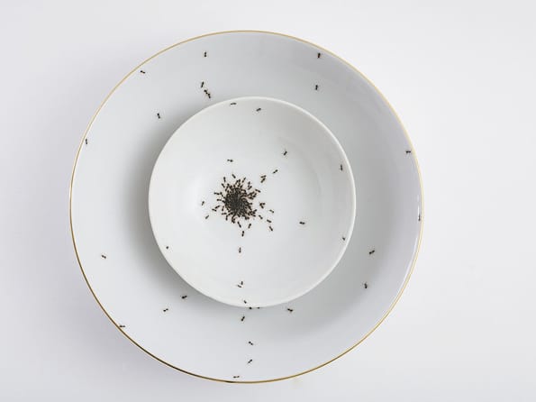 Porcelain-covered-with-ants-2