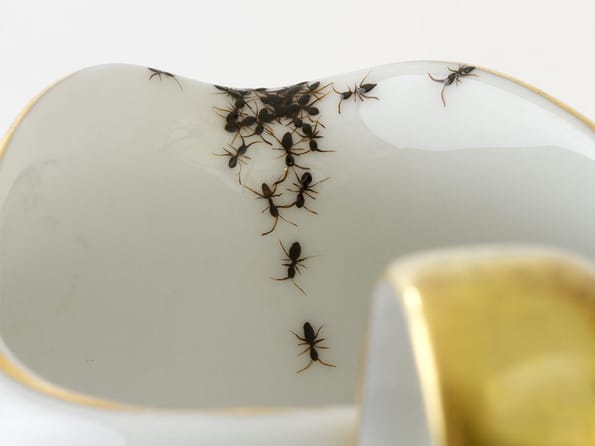 Porcelain-covered-with-ants-5