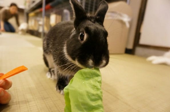 bunny-rabbit-cafe-japan-17