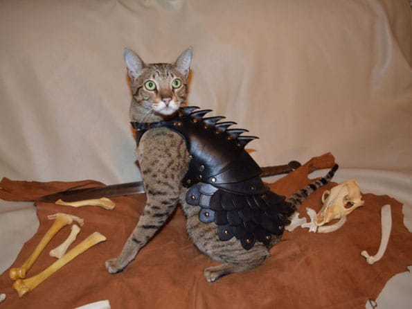cat-battle-armor-2