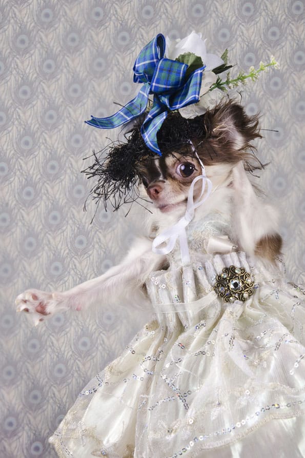 Dogs In High End Couture