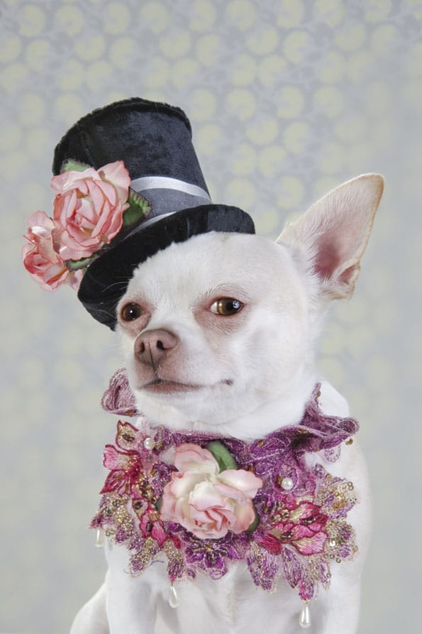 dog-vogue-couture-fashion-2