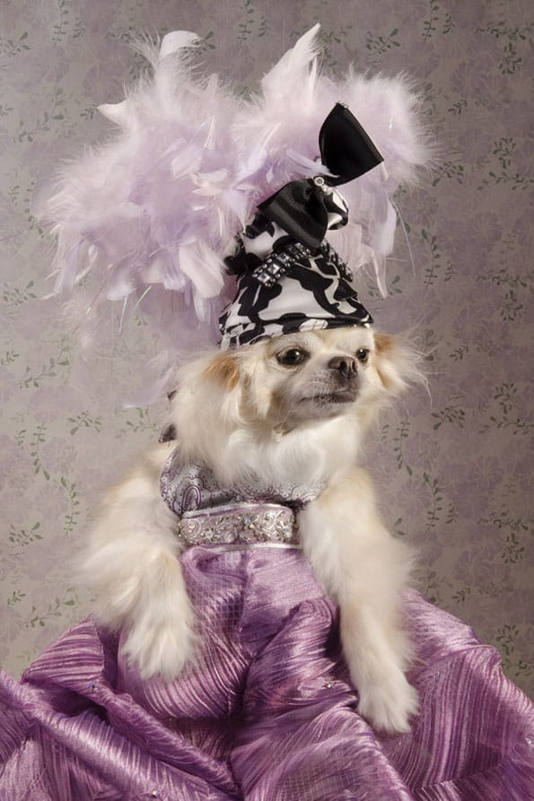 dog-vogue-couture-fashion-3