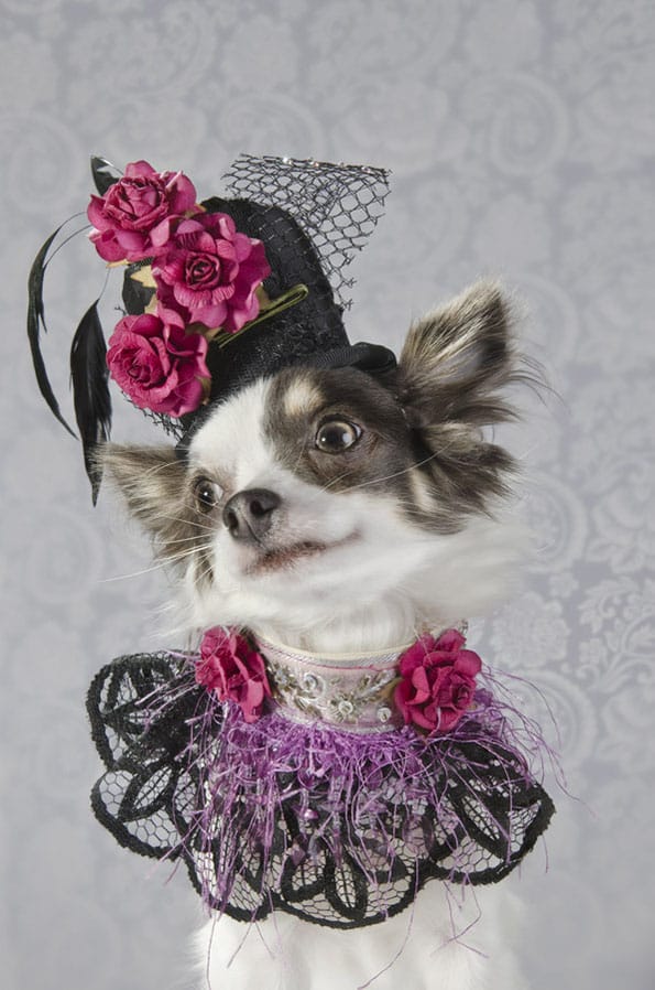dog-vogue-couture-fashion-4