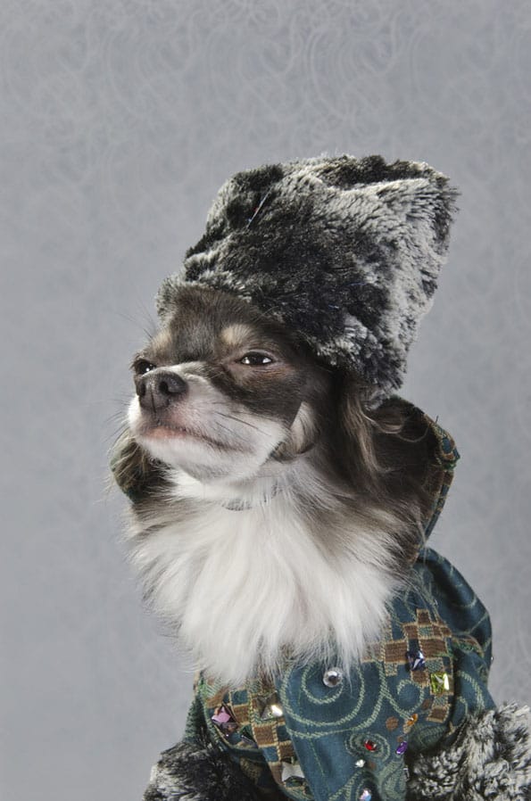 dog-vogue-couture-fashion-5
