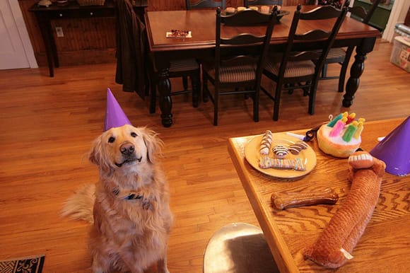 Golden Retrievers Celebrating Birthdays