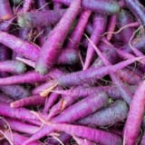 Purple Carrots