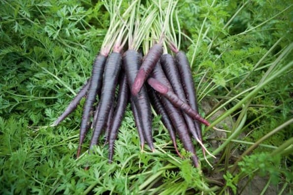 purple-carrots-2