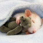 Rats & Mini Teddy Bears