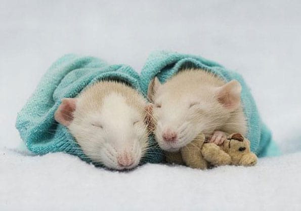 rats-teddy-bears-4