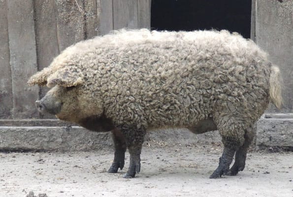 MUTANT!: The Sheep-Pig