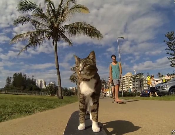 Watch This Cat Pull Off Some Sick Skateboard Tricks