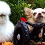 This Two-Legged Chihuahua And Silkie Chicken Are BFFs