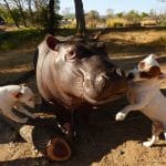 Dog And Hippo Besties