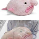 Blobfish Plush