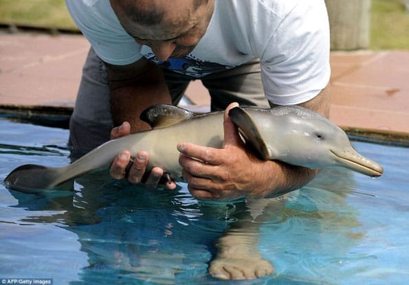 The Cutest Little Baby Dolphin