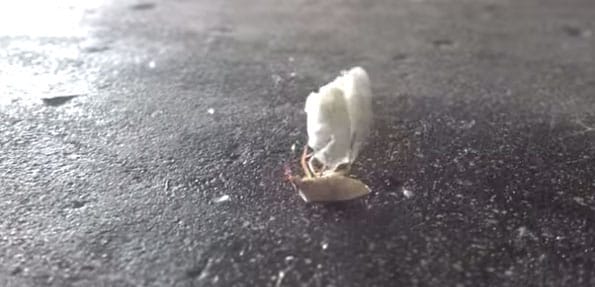 bug-walking-on-popcorn-video-1