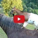 This Goats On Horses Compilation Is Ridiculous