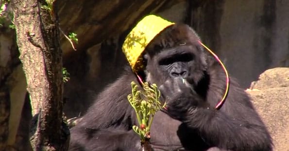 gorillas-first-easter-egg-hunt-2