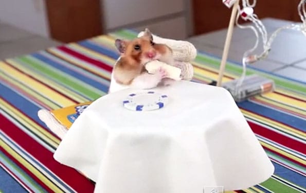 hamster-eating-tiny-burrito-1
