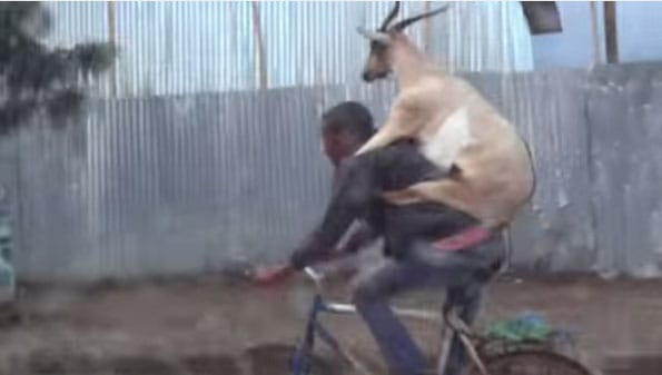 goat-backpack-riding-man-riding-bicycle-1
