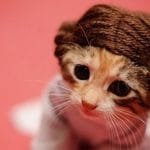 Kittens As Pop Culture Characters Is Painfully Cute