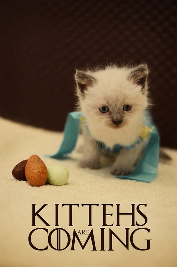 kitten-dress-up-pop-culture-16