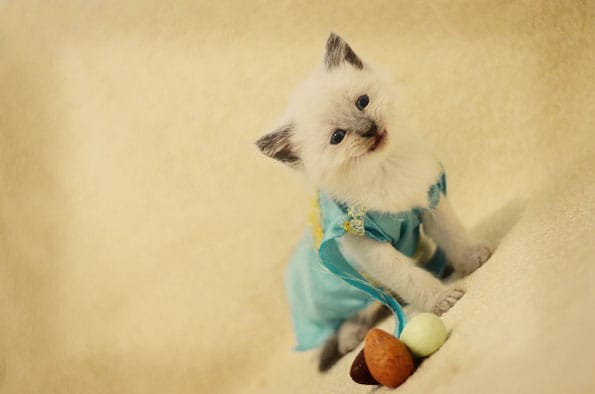 kitten-dress-up-pop-culture-17