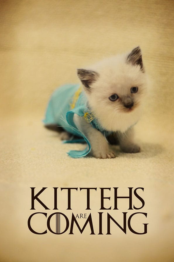 kitten-dress-up-pop-culture-18