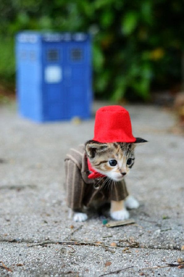 kitten-dress-up-pop-culture-6