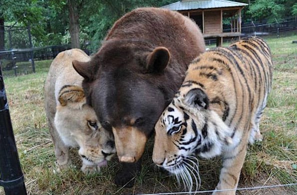 lion-tiger-and-bear-bffs-1