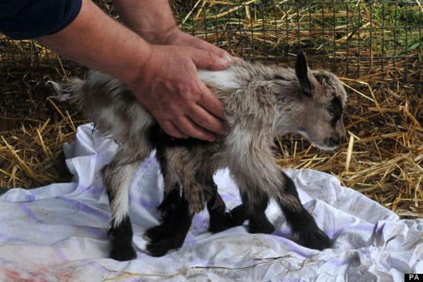 Goat Born With 8 Legs Dubbed Octogoat, Is Adorable
