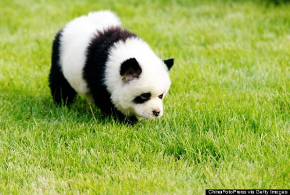 DAW!: Panda Dogs Are Dogs That Looks Like Pandas