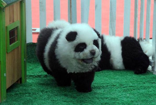 panda-dogs-2