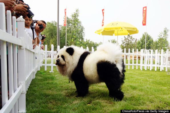 panda-dogs-3