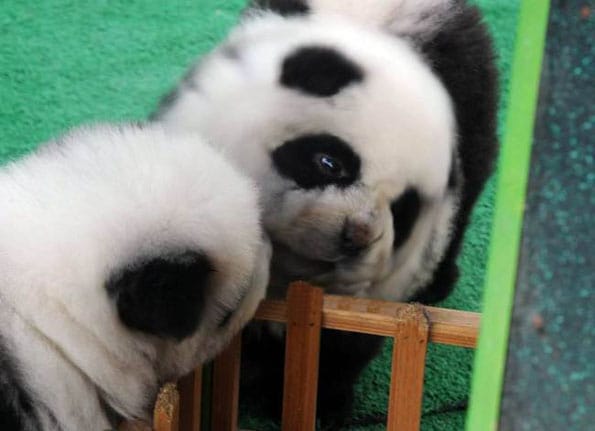 panda-dogs-5