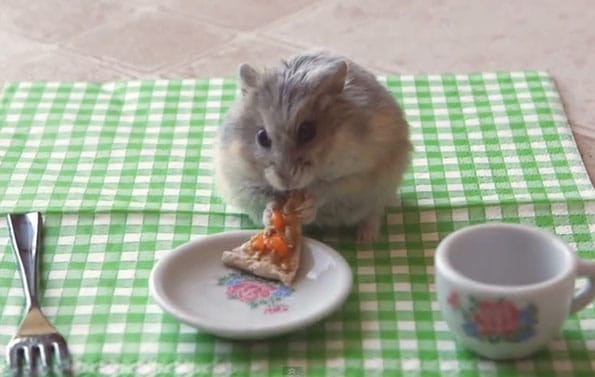 tiny-hamster-eating-pizza-video