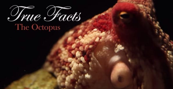true-facts-about-the-octopus