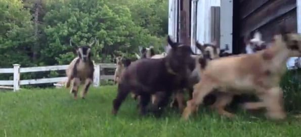 baby-goats-stampede-2