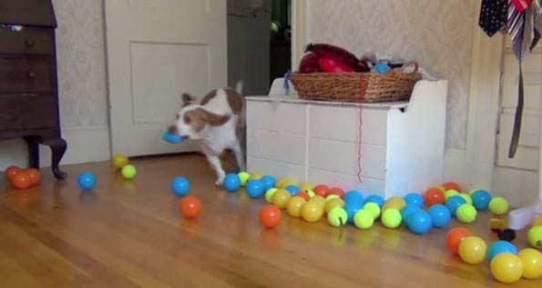 dog-birthday-100-balls