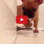 Puppy Discovers Door Stopper, Nothing Should Be This Cute