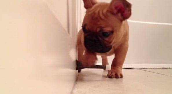 french-bulldog-puppy-door-stopper