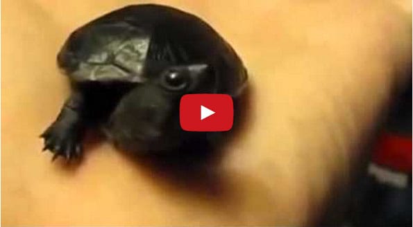 Baby Animals Yawning Will Make You Squee & Possibly Yawn