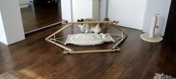 cat-hammock-2