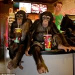 Chimps Go To See 'The Dawn of the Planet of the Apes' In Theaters