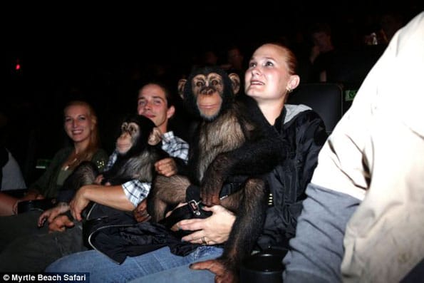 chimps-watch-movie-2