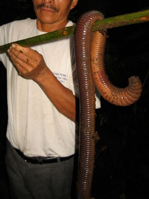 Giant Earth Worm Found, Measures Nearly 5 Feet